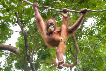 a baby Bornean orangutan is hanging on rope
The orangutan is a critically endangered species, with deforestation, palm oil plantations, and hunting posing a serious threat to its continued existence