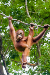a baby Bornean orangutan is hanging on rope
The orangutan is a critically endangered species, with deforestation, palm oil plantations, and hunting posing a serious threat to its continued existence