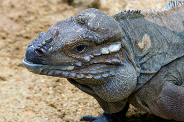 The rhinoceros iguana (Cyclura cornuta) is a threatened species of lizard in the family Iguanidae that is primarily found on the Caribbean island of Hispaniola. The closeup head image.