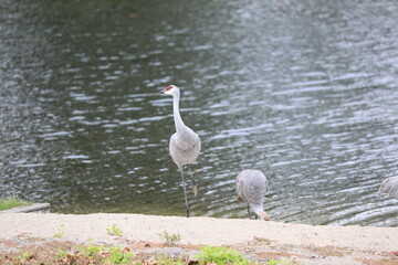 cranes by the lake