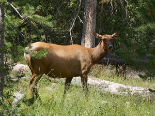 Wide shot of a beautiful elk standing on a grassy area in the forest