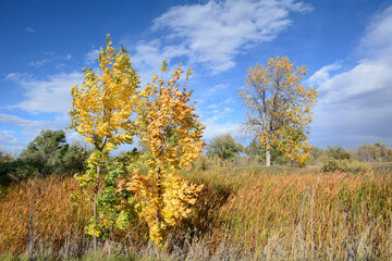Colorado autumn landscape on windy day with yellow leaves on trees and golden colored cattails