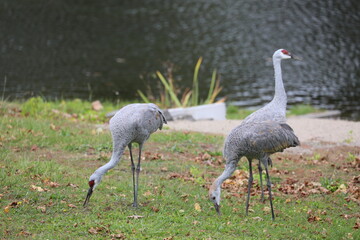 Obraz na płótnie Canvas cranes by the lake