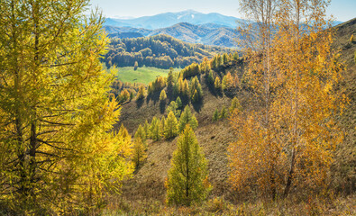Fototapeta premium Autumn view. Yellow trees on the hillside, tops in a blue haze.
