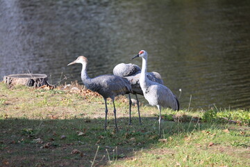 cranes by the lake