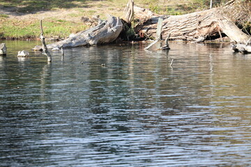 fallen tree in the lake