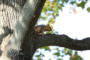 squirrel in a tree