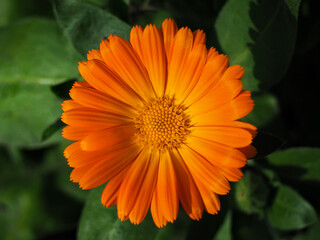 Close up of a Calendula officinalis flower	
