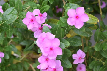flor, naturaleza, morada, violeta, verde, hojas, planta, rosa, jardin