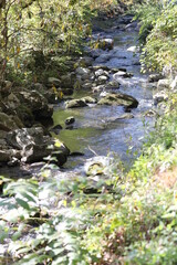 stream in the forest