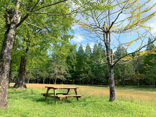 テーブルベンチと木・原っぱ・森2