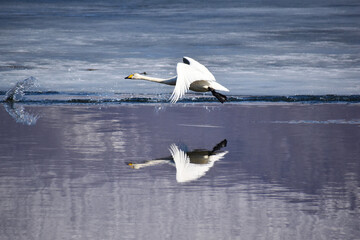 Fototapeta na wymiar 湖面を低く飛ぶ白鳥
