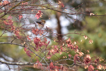 モミジに止まる冬のシメの後ろ姿