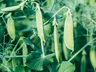 Fresh bright green pea pods on a pea plants