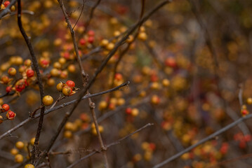 red berries in autumn