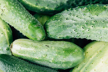 Texture background of green fresh cucumbers. Top view