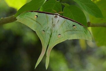 Macro shot green Yellow stripes Moth, Night Butterfly