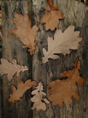 autumn leaves on wood