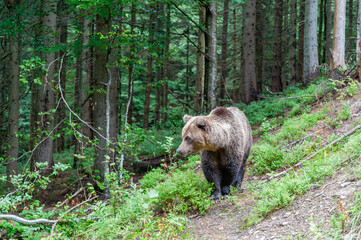 Brown bear (lat. ursus arctos) stainding in the forest