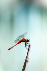 Red dragonfly isolated macro close up
