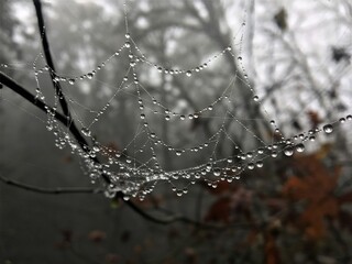 spider web with dew drops