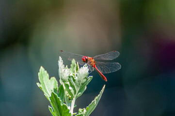 Red dragonfly isolated macro close up