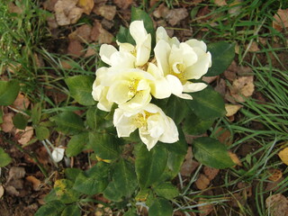 yellow flowers in the garden