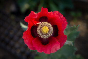 flor de amapola enfoque en el centro fotografía macro 