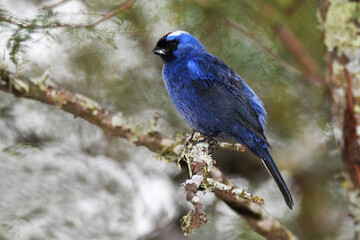 Diademed tanager, (Stephanophorus diadematus) perched on a branch, El Palmar National Park, Argentina