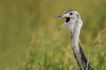 Greater rhea portrait (Rhea americana) 