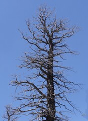 Close up of the top part of a leafless tree left from a forest fire in Utah.