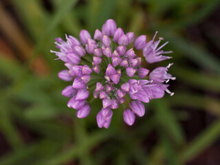 close up of wildflowers