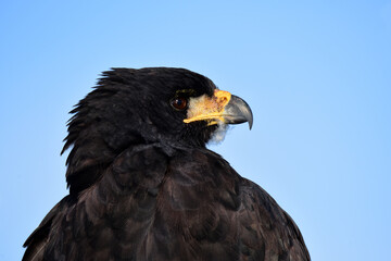 Great black hawk (Buteogallus urubitinga), Ibera Wetlands, Argentina