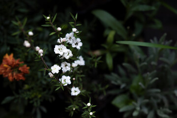 ramo de flores blancas sobresalen del jardin