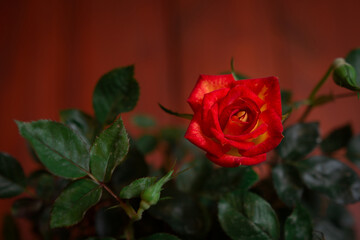 rosa roja y amarilla en fondo desenfocado