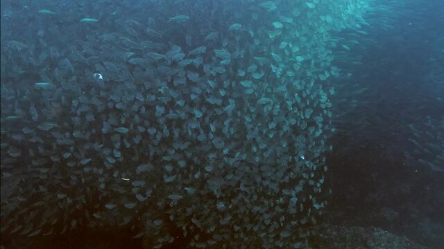 shoal of sardines forming graphic patterns while swimming together in Espiritu Santo Island, Sea of Cortez Baja California Sur Mexico. SlowMo.