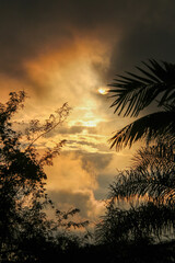 sunset through the palm trees