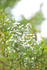 Fototapeta premium green leaves background