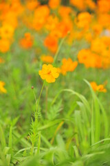 flowers in the garden