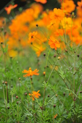 orange flower in the field