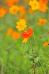 Obraz na płótnie Canvas orange flowers in the garden
