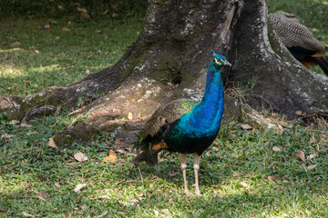 Obraz premium cute blue peacock with green feathers