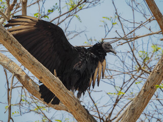 Photograph of an American Black Vulture