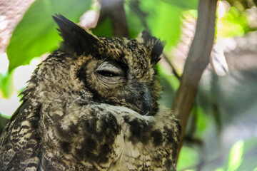 beautiful and peaceful sleeping owl