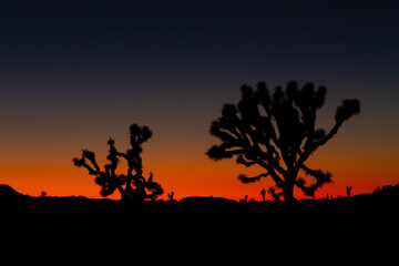 joshua tree sunset