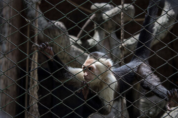 cute and restless capuchin monkey in zoo