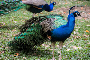 Obraz premium cute smelly blue peacock with green feathers