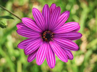 Obraz premium Cape daisies blooming in spring