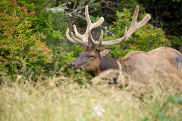 Large male elk grazing behind grasses in a meadow