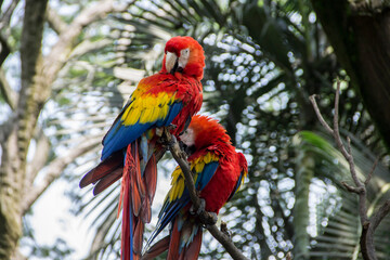 beautiful flag and green macaws